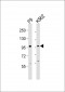 (Mouse) Ezh2 Antibody (Center)